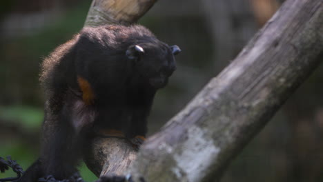 red-handed-tamarin-on-a-branch-French-guiana-zoo.-(Saguinus-midas)